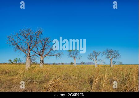 Boab Trees (Adansonia gregorii) in der Nähe von Wyndham, Kimberley Region, Western Australia, WA, Australien Stockfoto