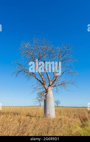 Vertikale Ansicht eines Boab-Baumes (Adansonia gregorii) in der Nähe von Wyndham, Kimberley Region, Western Australia, WA, Australien Stockfoto