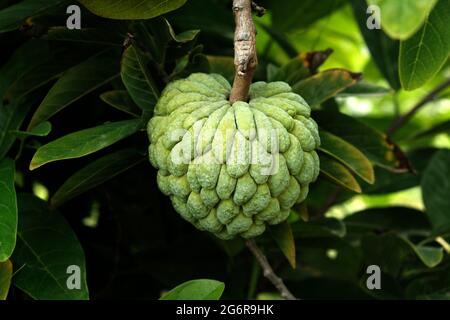 Pudding Apfel (Obst) oder Zuckeräpfel auf dem Baum Zweig im Garten, Indien. Stockfoto