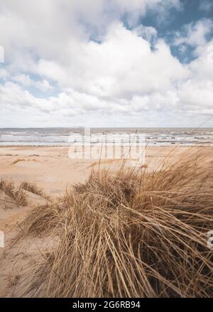 Grasbewachsene Sanddünen am schwedischen Strand. Stockfoto