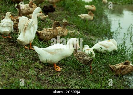 Eine Herde weißer und grauer Enten läuft im Wasser und auf dem Boden auf der Suche nach Nahrung Stockfoto