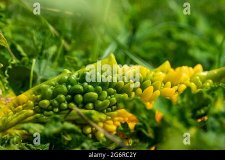 Momordica charantia ist eine Pflanze, die ihren Namen von ihrem Geschmack erhält und mit ihrer Reife immer bitterer wird. Bitter Melon oder Bitter Gourd Diabet Stockfoto