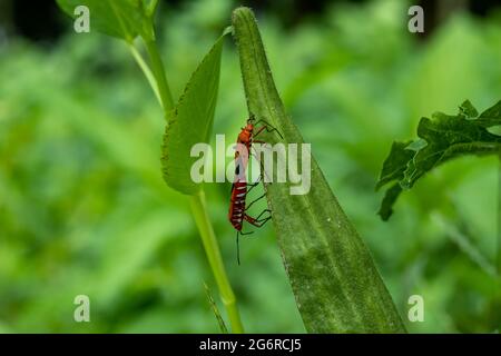 Zwei bunte Insekten sitzen auf dem Finger der Dame und verlieben sich miteinander Stockfoto