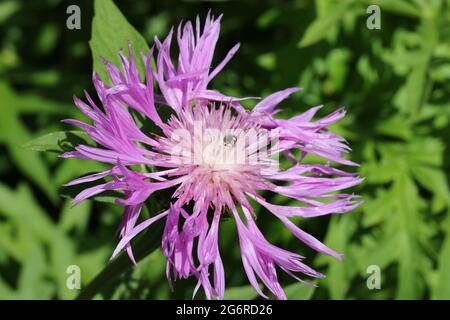 Rosafarbene centaurea-Blume mit einem weißen Zentrum unbekannter Arten bei strahlendem Sonnenschein und einem verschwommenen Hintergrund aus Blättern. Stockfoto