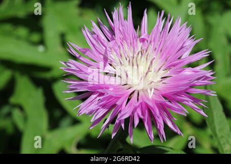 Rosafarbene centaurea-Blume mit einem weißen Zentrum unbekannter Arten bei strahlendem Sonnenschein und einem verschwommenen Hintergrund aus Blättern. Stockfoto