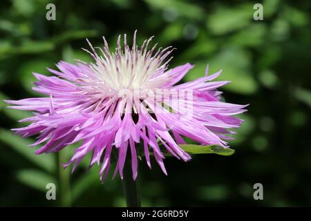 Rosafarbene centaurea-Blume mit einem weißen Zentrum unbekannter Arten bei strahlendem Sonnenschein und einem verschwommenen Hintergrund aus Blättern. Stockfoto