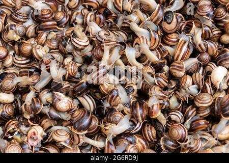 Mediterrane Schnecke. Sehr typisch in Wiesen und Orten von Kräutern. Vielfalt von Otala punctata, sehr geschätzt in der mediterranen Küche vor allem in Stockfoto