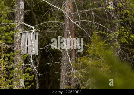 Ein alter Brutfuchs für Vögel im Wald in der finnischen Wildnis Stockfoto