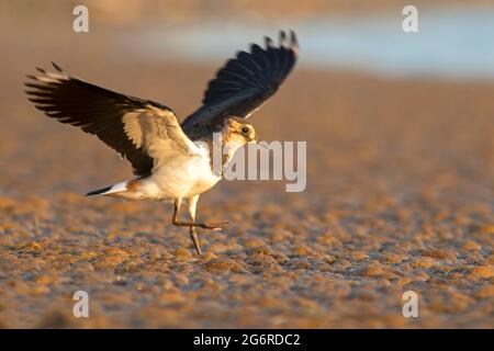 Nördlicher Kiebitz (Vanellus vanellus), der zur Fütterung auf einem großen Algengebiet landet Stockfoto