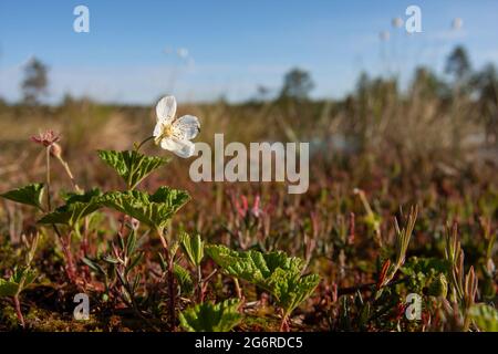 Blühende Nebelbeere (Rubus chamaemorus) in ihrem Lebensraum im estnischen Moor Stockfoto