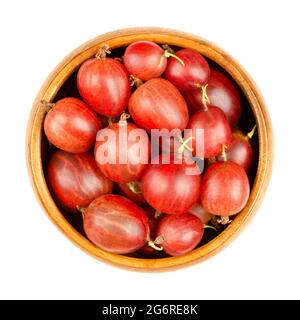 Rote Stachelbeeren in einer Holzschale. Frische und reife Beeren, Früchte von Ribes uva-Crispa, auch bekannt als europäische Stachelbeere, mit süßem Geschmack. Stockfoto