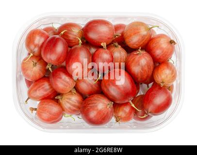 Rote Stachelbeeren in einem Plastikbehälter. Frische und reife Beeren, Früchte von Ribes uva-Crispa, auch europäische Stachelbeere, mit einem süßsauren Geschmack. Stockfoto