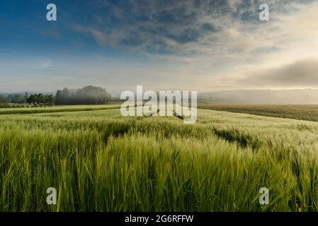 Maisfeld im Morgennebel, Baden-Württemberg, Deutschland Stockfoto