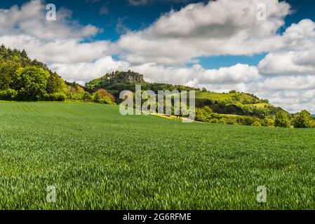 Blick über ein Maisfeld auf den Hegauberg und die Burgruine Hohentwiel, Landkreis Konstanz, Baden-Württemberg, Deutschland Stockfoto