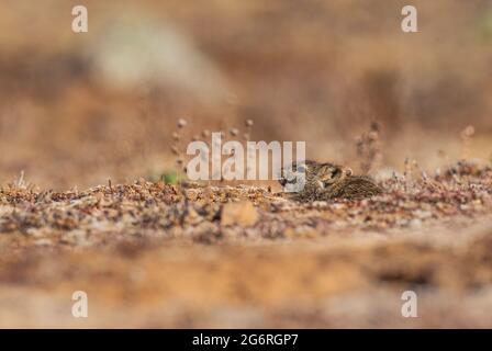 Abessinian Grass Rat - Arvicanthis abyssinicus, kleine scheue Ratte, die in äthiopischen Bergen, Bale-Bergen und Äthiopien endemisch ist. Stockfoto