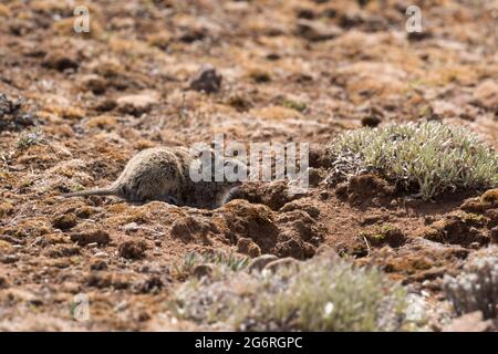 Abessinian Grass Rat - Arvicanthis abyssinicus, kleine scheue Ratte, die in äthiopischen Bergen, Bale-Bergen und Äthiopien endemisch ist. Stockfoto