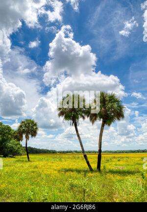 Sommertag mit blauem Himmel und weißen Wolken im Myakka River State Park in der US-amerikanischen Stadt Orlando, Florida Stockfoto