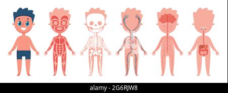 Körperanatomie des Jungen. Muskel-, Skelett-, Kreislauf-, Nerven- und Verdauungssystem des Menschen. Pädagogische Illustration für Kinder Vektor-Set. Nerven und Muskelsysteme, Figur mit Organen Stock Vektor