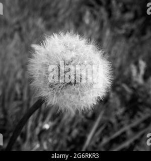 Schöner Dandelionssamen Kopf in schwarz und weiß schöner Dandelionssamen Kopf in schwarz und weiß Stockfoto