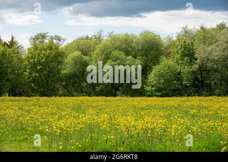 Schöne Szene einer Wiese voller leuchtend gelber Butterblumen Stockfoto