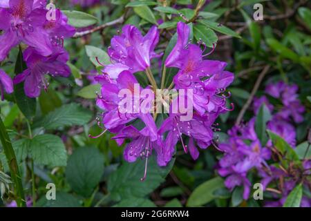 Wunderschöne lila Rhododendren die Nationalblume nepals Stockfoto