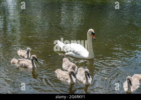 Titel Schwan auf dem Fluss mit Familie von schönen Cygnets Stockfoto