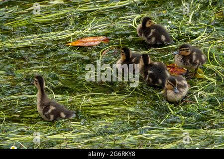 Niedliche Stockenten auf Wassergrass im Fluss Stockfoto