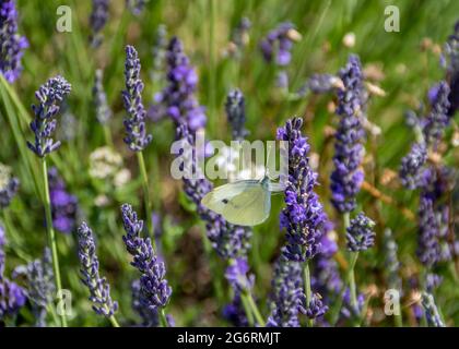 Schöner weißer Schmetterling mit Kohl, der Nektar aus Lavendel sammelt Stockfoto