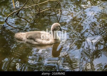 Schönes Cygnet und Reflexion im Wasser Stockfoto