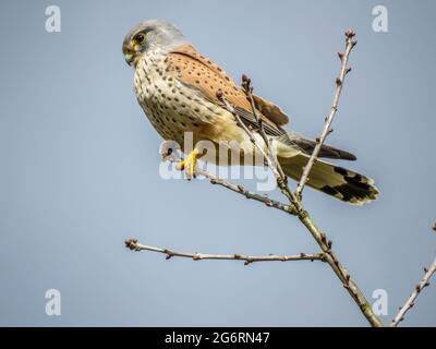 Schöner Turmfalke, der auf der Suche nach Beute im Baum thront Stockfoto