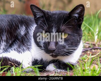 Nahaufnahme einer schwarz-weißen Katze, die auf dem Gras in einem Garten in der Nähe der Kolonialstadt Villa de Leyva in Kolumbien liegt. Stockfoto