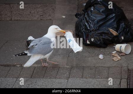 Eine Möwe mit Streu im Mund auf einer Cit Straße in Großbritannien Stockfoto