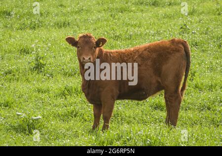 Schöne rote angus Kälber weiden nahrhafte Weide Stockfoto