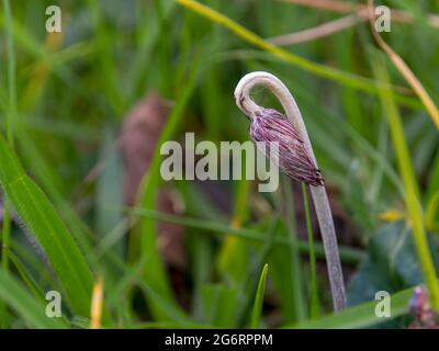 Makrofotografie eines Dandelion-Sprossen, der auf einem Grasfeld in der Nähe der Stadt Arcabuco im zentralen Andengebirge Kolumbiens wächst. Stockfoto