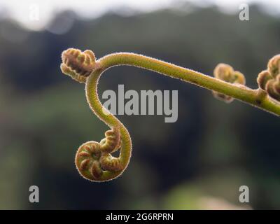 Makrofotografie einiger Adlerfarn-Wedel mit dem Licht des Sonnenuntergangs-Ina-Feldes in der Nähe der Stadt Arcabuco in Kolumbien. Stockfoto