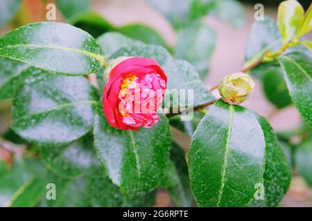 Azaleen, blühende Blumen im Frühling. Blüte verschiedener Azaleen im Gewächshaus. Blühende rote Azaleen-Blüten aus nächster Nähe in einem botanischen Garten. Stockfoto