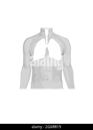 Männliche Anatomie des menschlichen Atmungssystems, Vorderansicht, Abbildung 3d Stockfoto