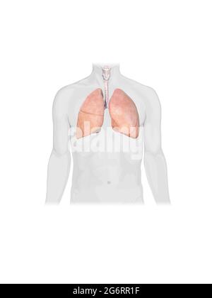 Männliche Anatomie des menschlichen Atmungssystems, Vorderansicht, Abbildung 3d Stockfoto