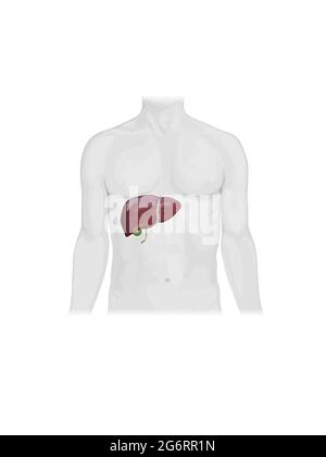 Human Internal Digestive Organ Leberanatomie Konzept. 3D-Illustration Stockfoto