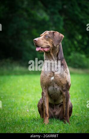 Louisiana Catahoula Leopard Dog Stockfoto