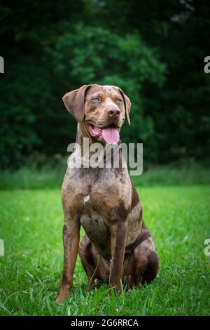 Louisiana Catahoula Leopard Dog Stockfoto