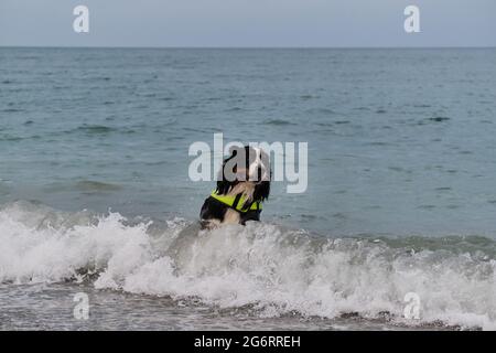 Rettungshund schwimmt im Wasser und genießt ein ruhiges Leben ohne Zwischenfälle. Berner Berghund in leuchtend grüner Schwimmweste auf See. Stockfoto