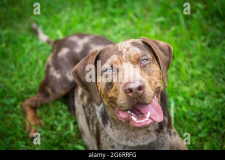 Louisiana Catahoula Leopard Dog Stockfoto