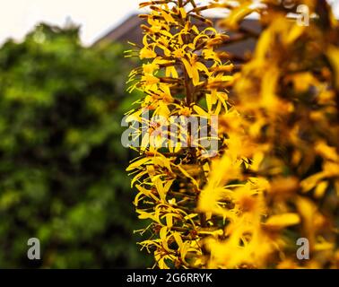 Echte ligularia sibirica hübsche echte Blumen im Garten am Sommertag Stockfoto