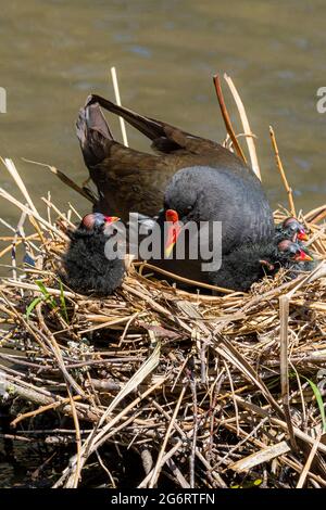 Ein Gallinule Moorhen und Küken auf einem Nest in einem See. Stockfoto