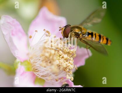 Hoverfly, Makro, auf einer Wiese gelegen, Bedfordshire, Großbritannien Stockfoto