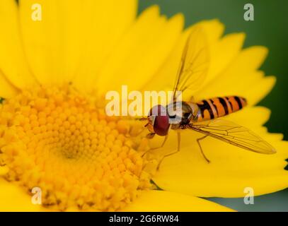 Hoverfly, Makro, auf einer Wiese gelegen, Bedfordshire, Großbritannien Stockfoto