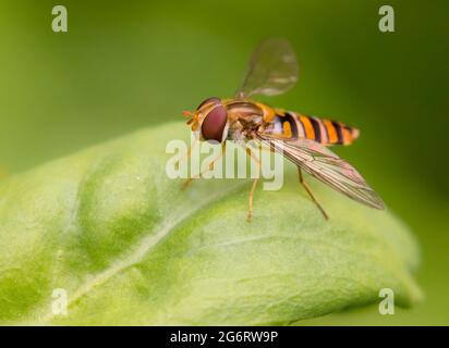 Hover Fly, Spritzenfliegen, bedfordshire UK, Stockfoto