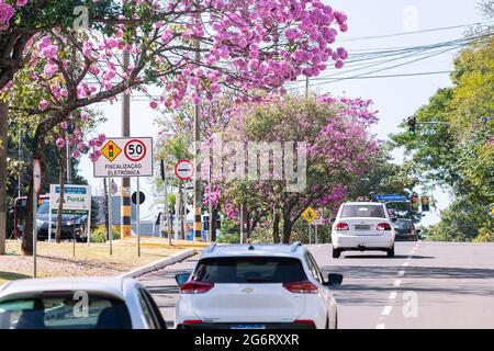 Campo Grande - MS, Brasilien - 4. Juli 2021: Wunderschöne rosa Blüten eines Ipe-Baumes in der Mato Grosso Avenue, Caranda Bosque Nachbarschaft. Baumsymbol des Stockfoto