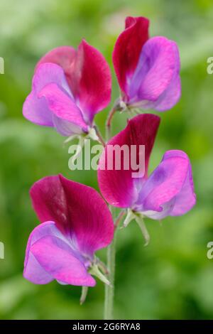 Süße Erbsen. Lathyrus odoratus 'Matucana' blüht in einem englischen Garten. VEREINIGTES KÖNIGREICH Stockfoto